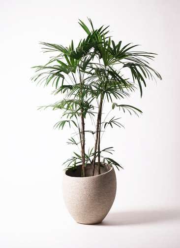 観葉植物 シュロチク（棕櫚竹） 10号 エコストーンLight Gray 付き