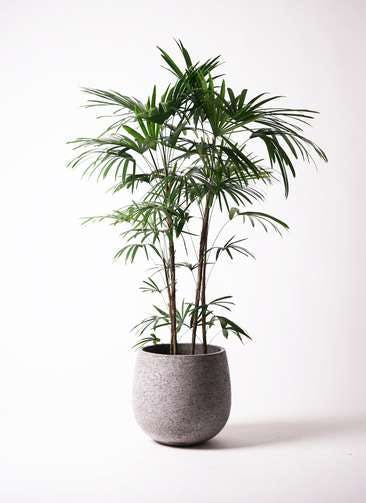 観葉植物 シュロチク（棕櫚竹） 10号 エコストーンGray 付き