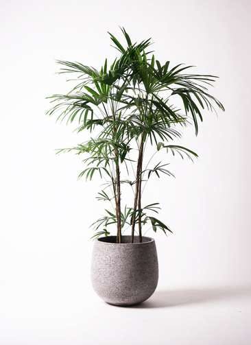 シュロチク 棕櫚竹 観葉植物通販hitohana ひとはな シュロチク 棕櫚竹 観葉植物通販hitohana ひとはな