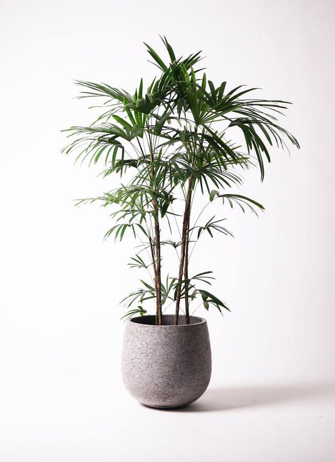観葉植物 シュロチク（棕櫚竹） 10号 エコストーンGray 付き | 観葉 