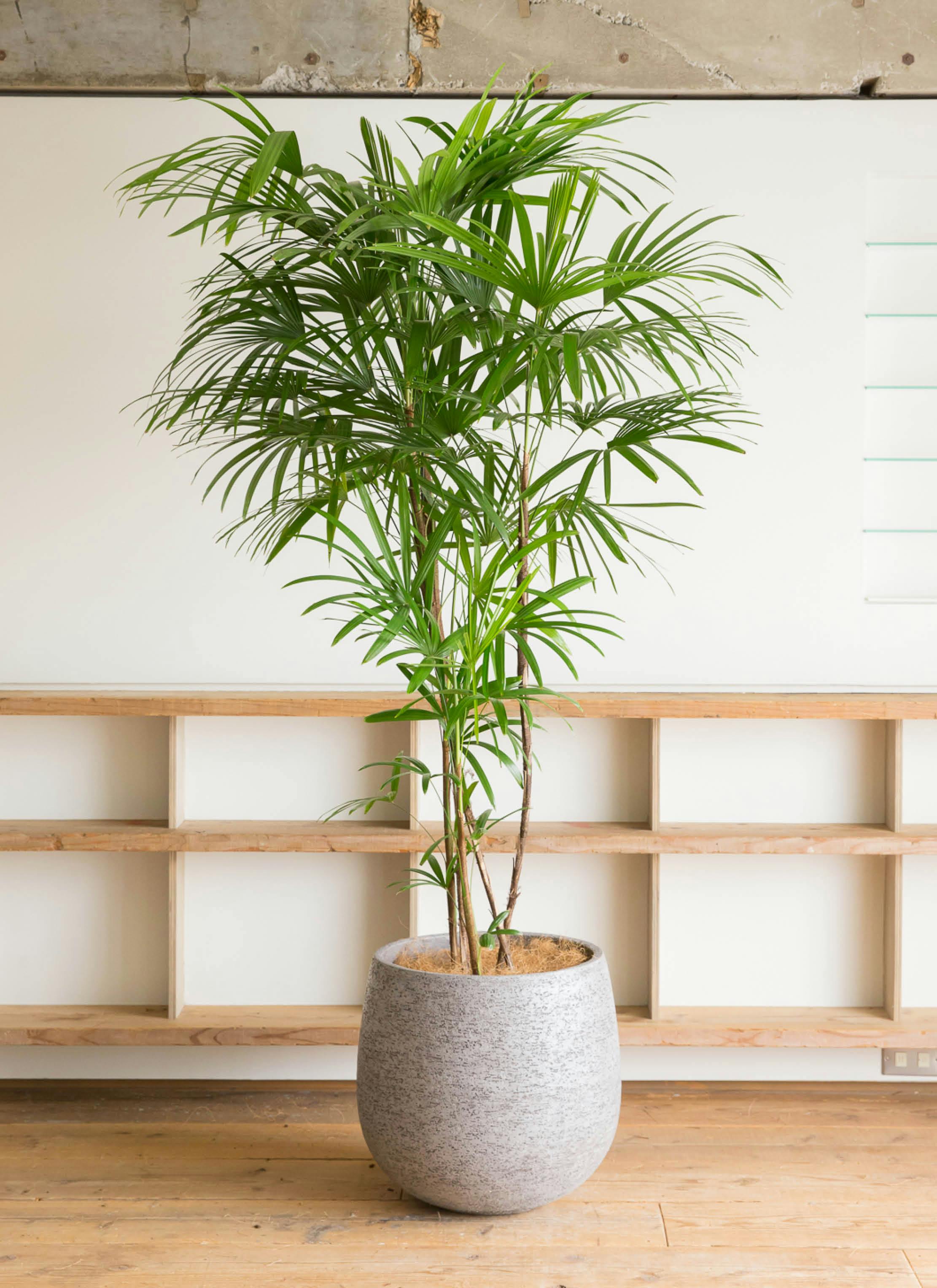 観葉植物 シュロチク（棕櫚竹） 10号 エコストーンGray 付き | 観葉植物ならHitoHana(ひとはな)