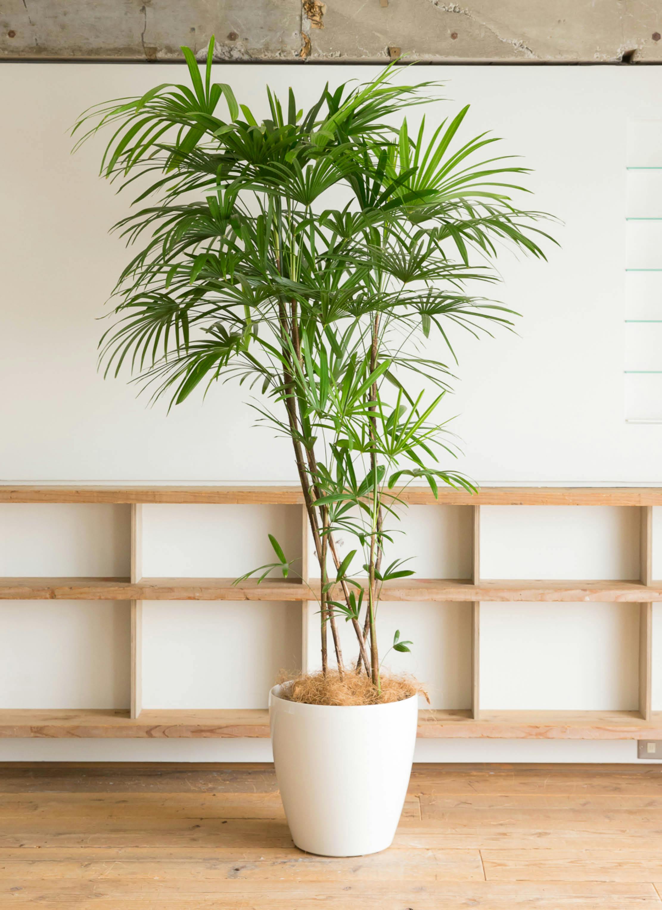 観葉植物 シュロチク（棕櫚竹） 10号 ラスターポット 付き | 観葉植物