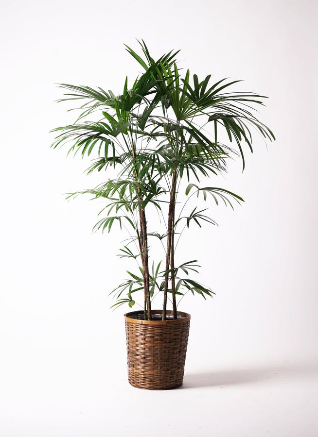 棕櫚竹　シュロチク　190cm 10号鉢　店舗　吹き抜けリビングに最適です！
