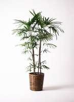 観葉植物 シュロチク（棕櫚竹） 10号 竹バスケット 付き