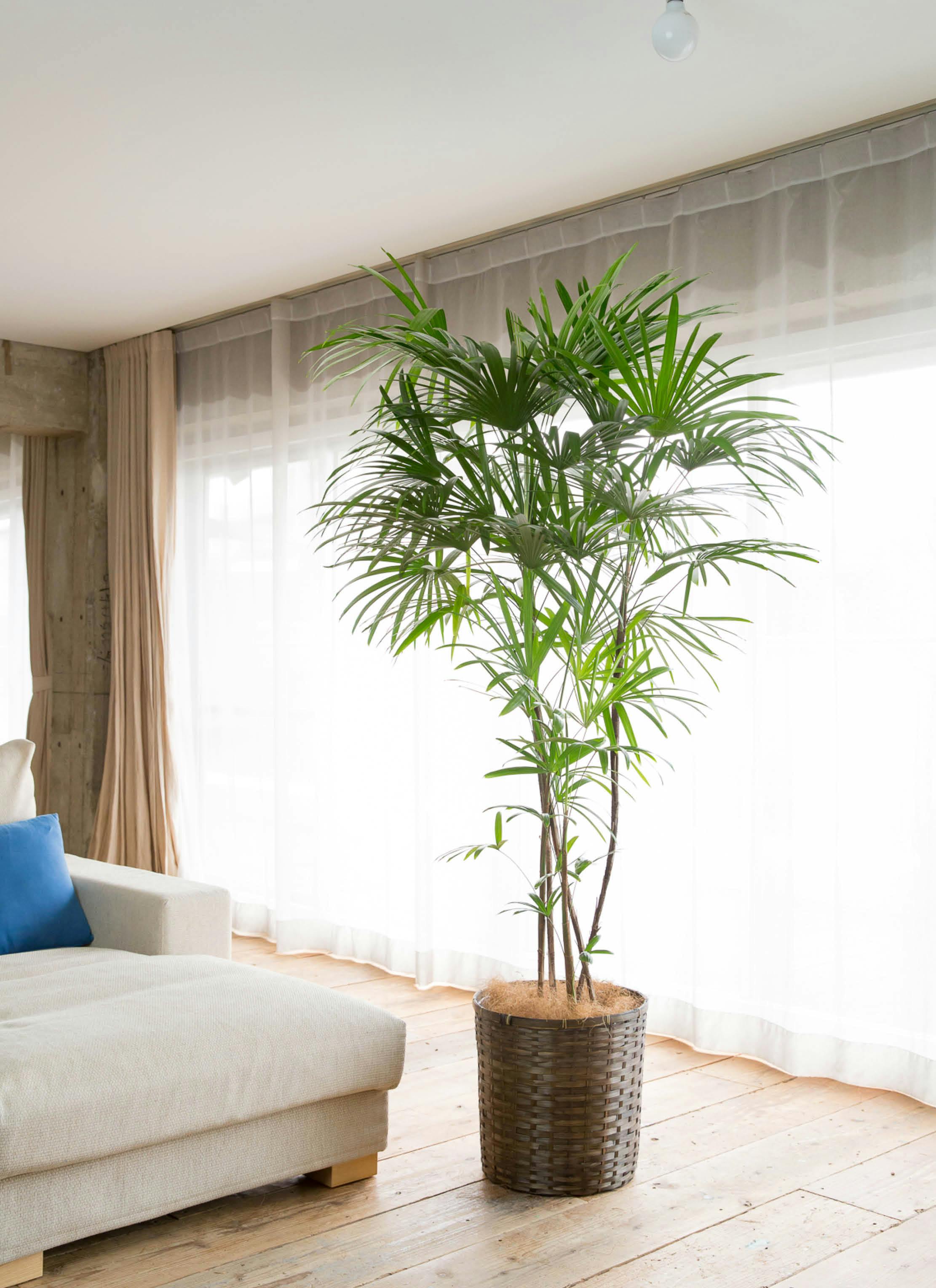大型！観葉植物　棕櫚竹　シュロチク　開運招福　10号鉢 大型！観葉植物 棕櫚竹 シュロチク 開運招福 10号鉢