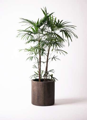 観葉植物 シュロチク（棕櫚竹） 10号 アルファシリンダープランター 付き