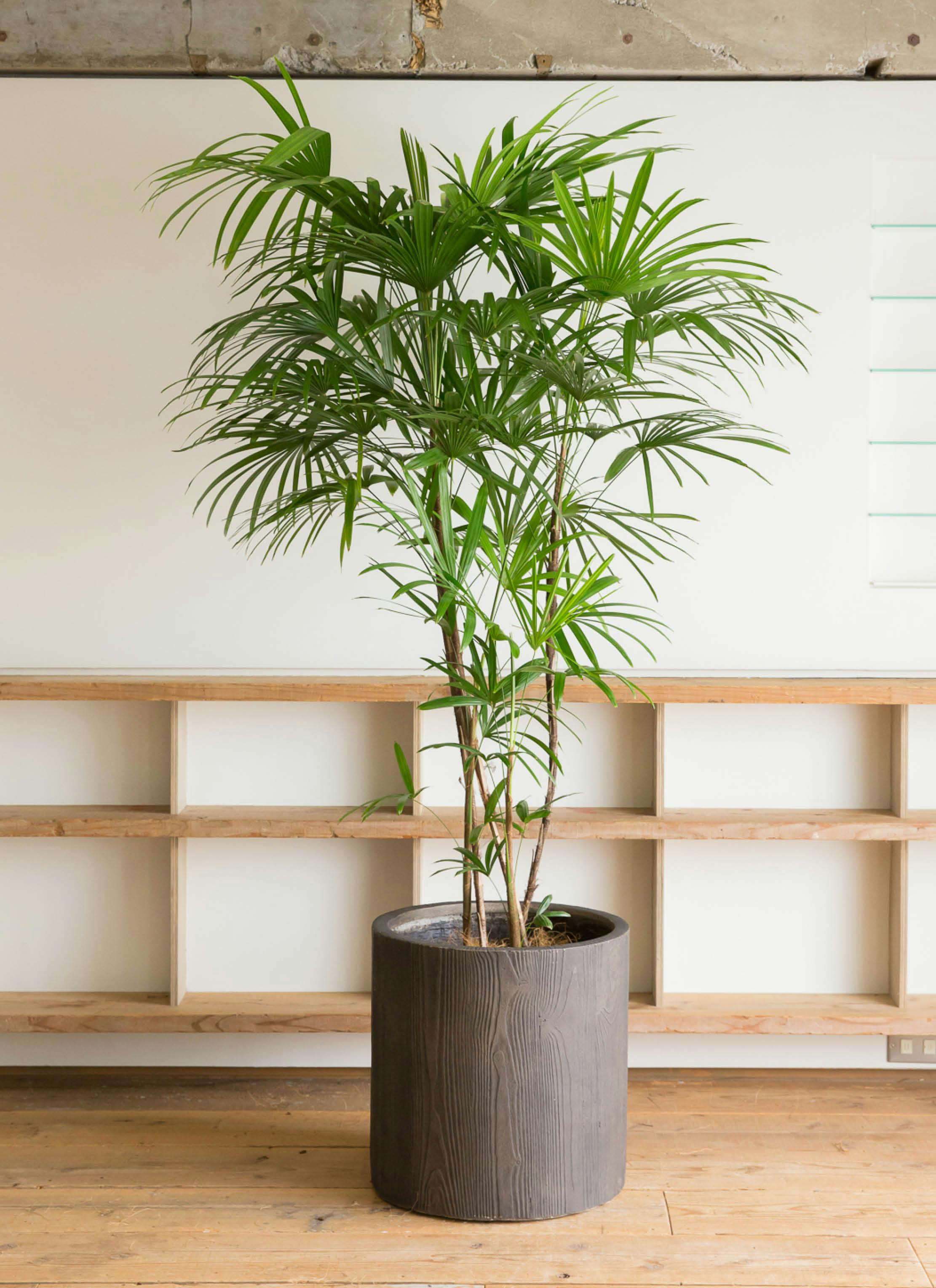 No.76 シュロチク　棕櫚竹　H100 観葉植物 シュロチク（棕櫚竹） 10号 アルファシリンダープランター