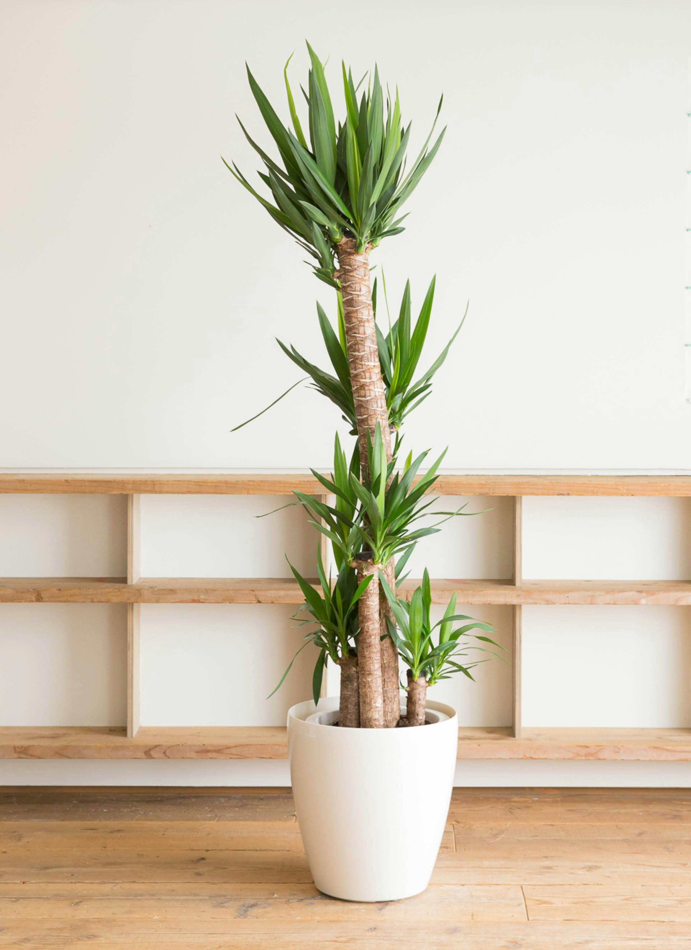 ユッカ 大型 | 観葉植物通販HitoHana(ひとはな)