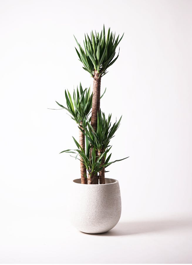 観葉植物 ドラセナ ソング オブ インディア 10号 エコストーンwhite