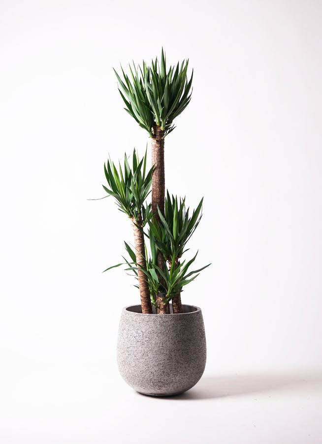 ユッカ 大型 | 観葉植物通販HitoHana(ひとはな)