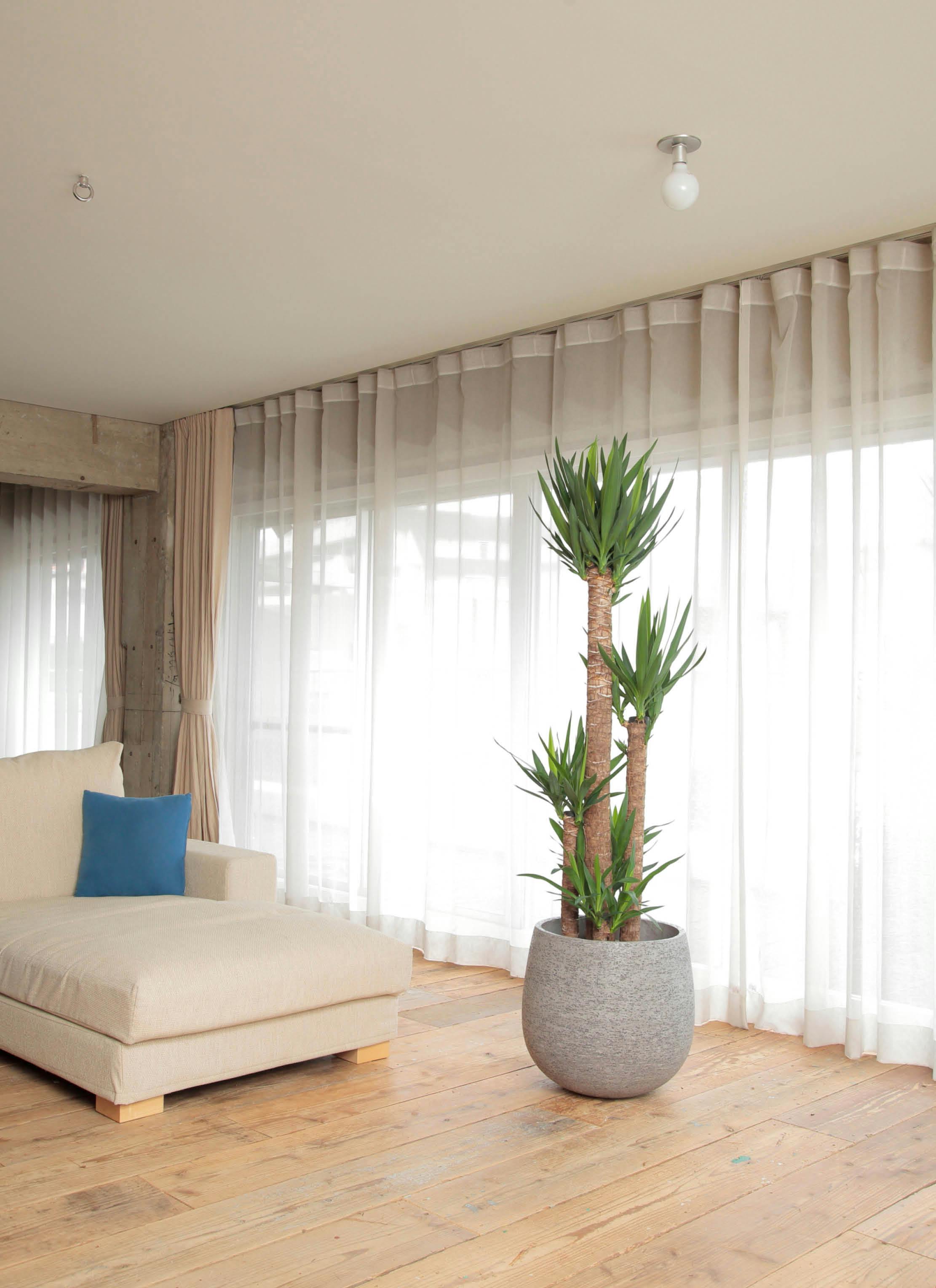 観葉植物 ユッカ 10号 ノーマル エコストーンGray 付き | 観葉植物なら