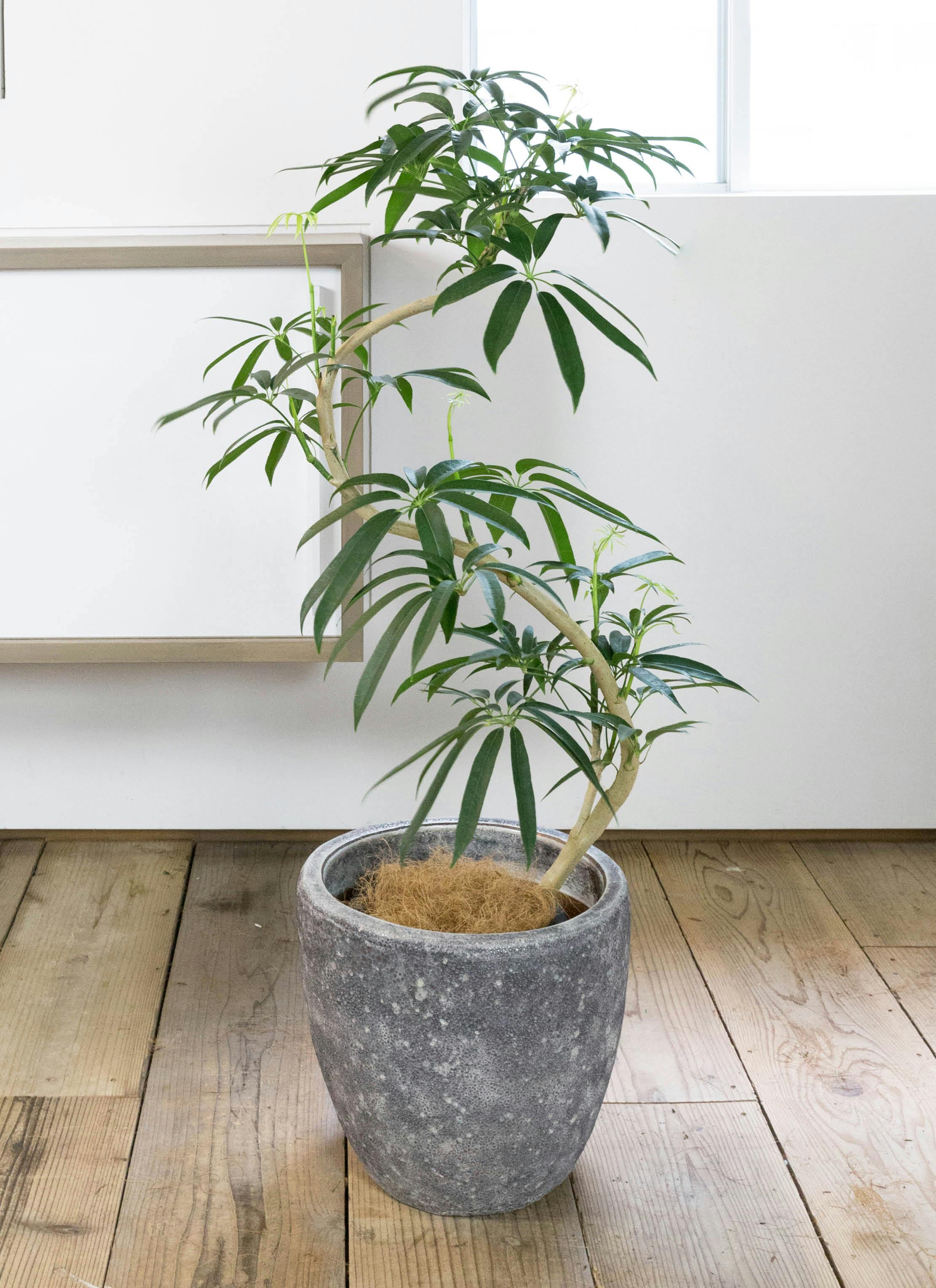 シェフレラ アンガスティフォリア 曲がり | HitoHana(ひとはな)