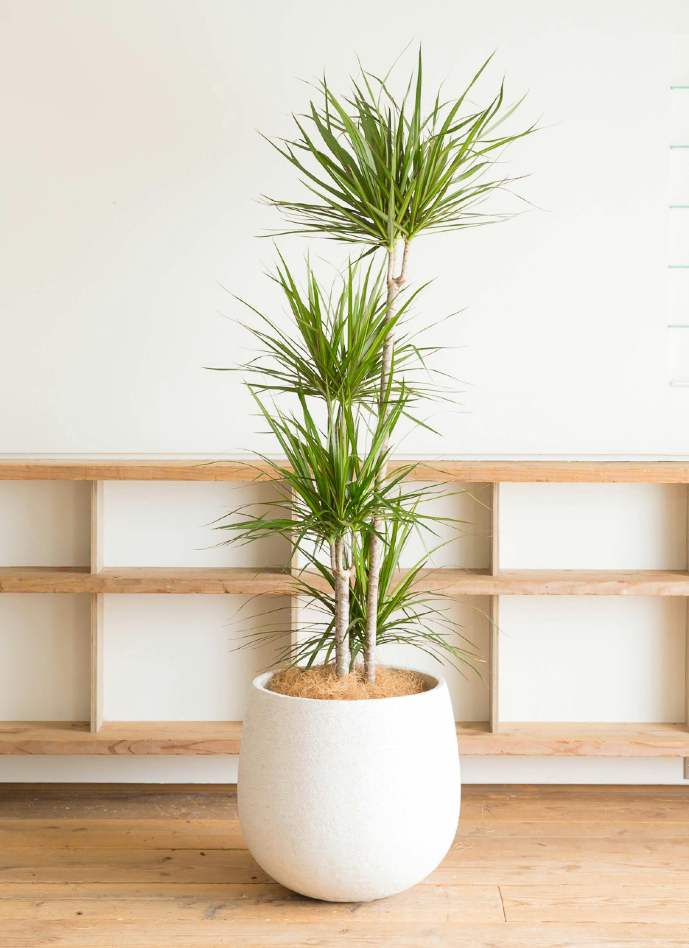 観葉植物 ドラセナ コンシンネ 10号 寄せ エコストーンwhite