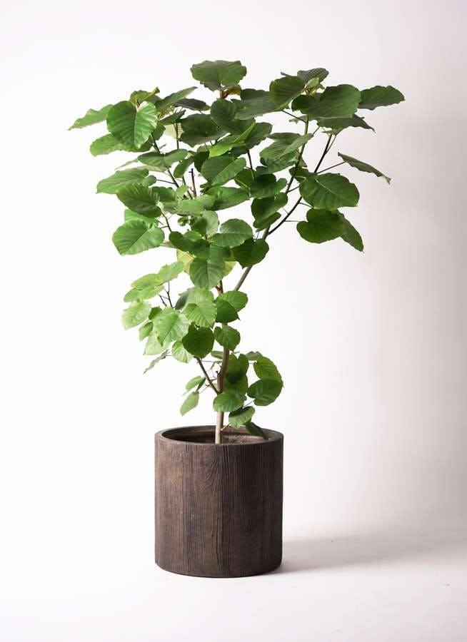 観葉植物 フィカス ウンベラータ 10号 ノーマル アルファシリンダープランター 付き 観葉植物ならhitohana ひとはな