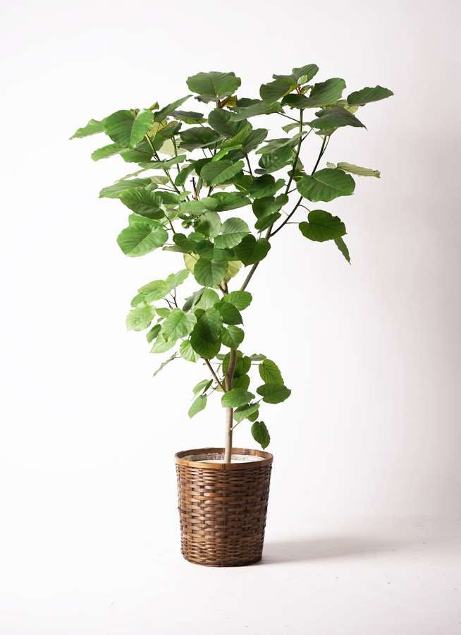 観葉植物 フィカス ウンベラータ 10号 ノーマル 竹バスケット 付き 観葉植物ならhitohana ひとはな