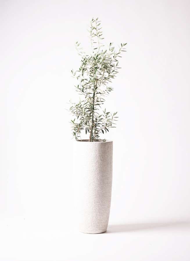 観葉植物 オリーブの木 8号 チプレッシーノ エコストーントールタイプ white 付き