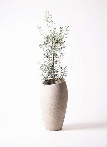 観葉植物 オリーブの木 8号 チプレッシーノ エコストーントールタイプ Light Gray 付き