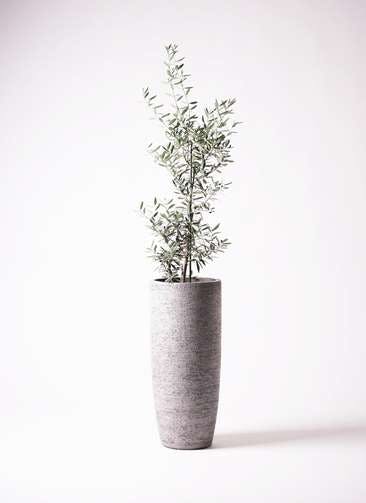 観葉植物 オリーブの木 8号 チプレッシーノ エコストーントールタイプ Gray 付き
