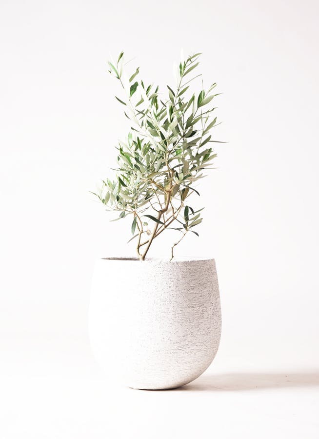 オリーブ チプレッシーノ ファイバー鉢 観葉植物 オリーブ 【お祝いにおすすめ】 チプレッシーノ 8号 アート