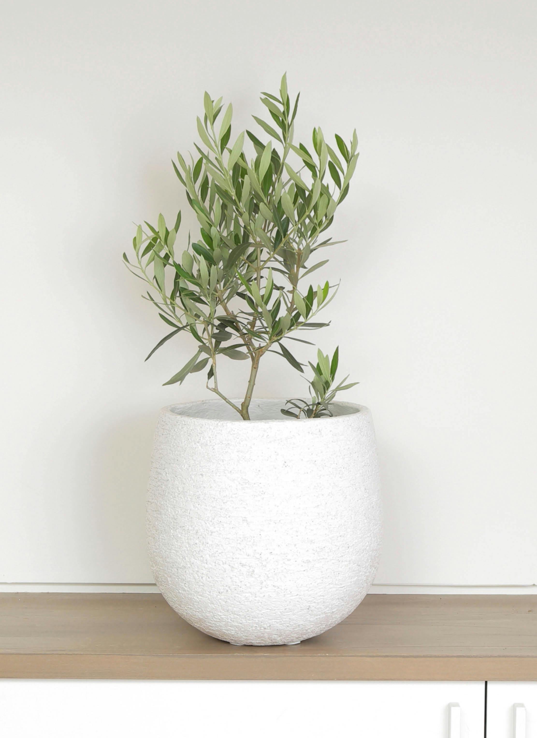 観葉植物 オリーブ 6号 チプレッシーノ エコストーンwhite 付き | 観葉
