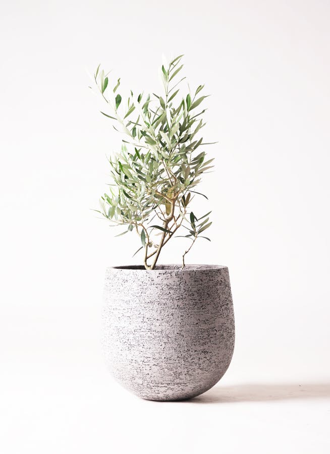 観葉植物 オリーブ 6号 チプレッシーノ エコストーンGray 付き | 観葉
