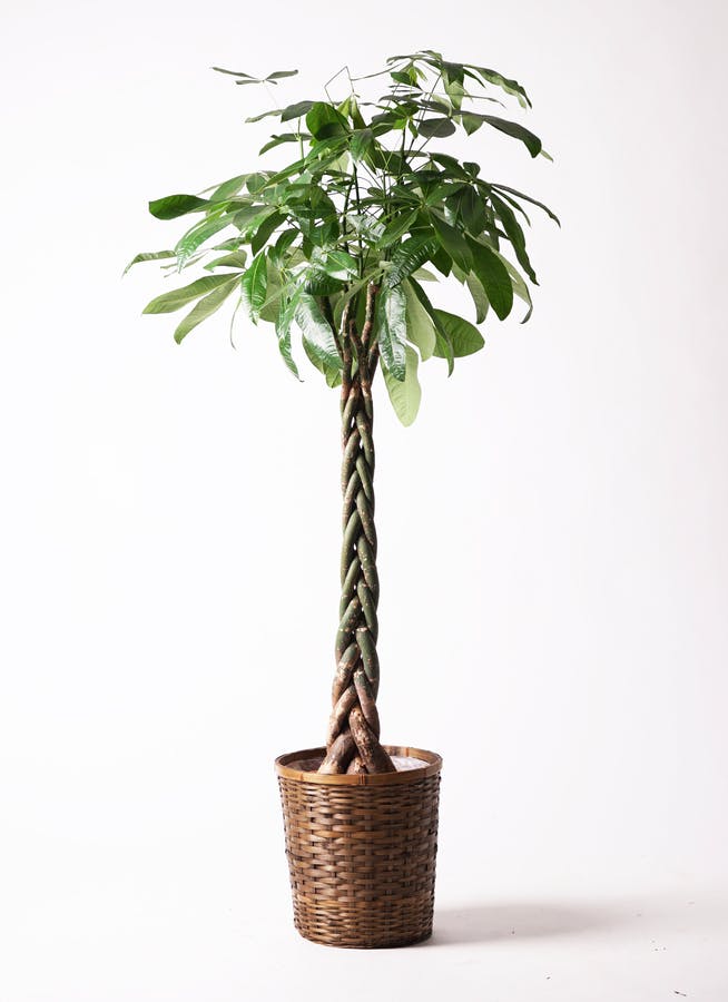 観葉植物 トックリヤシ 10号 竹バスケット 付き | 観葉植物なら 