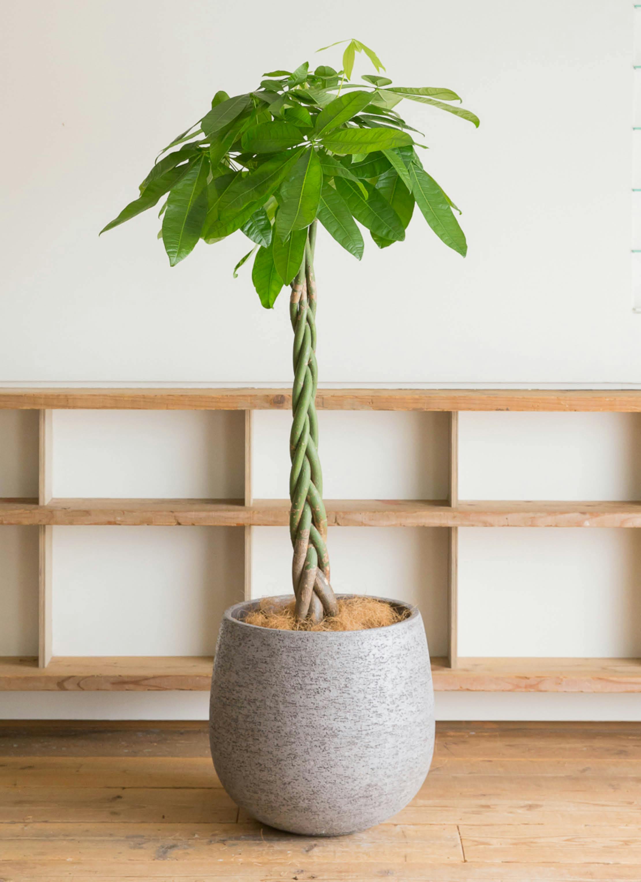 観葉植物 パキラ 10号 ねじり エコストーンGray 付き | 観葉植物