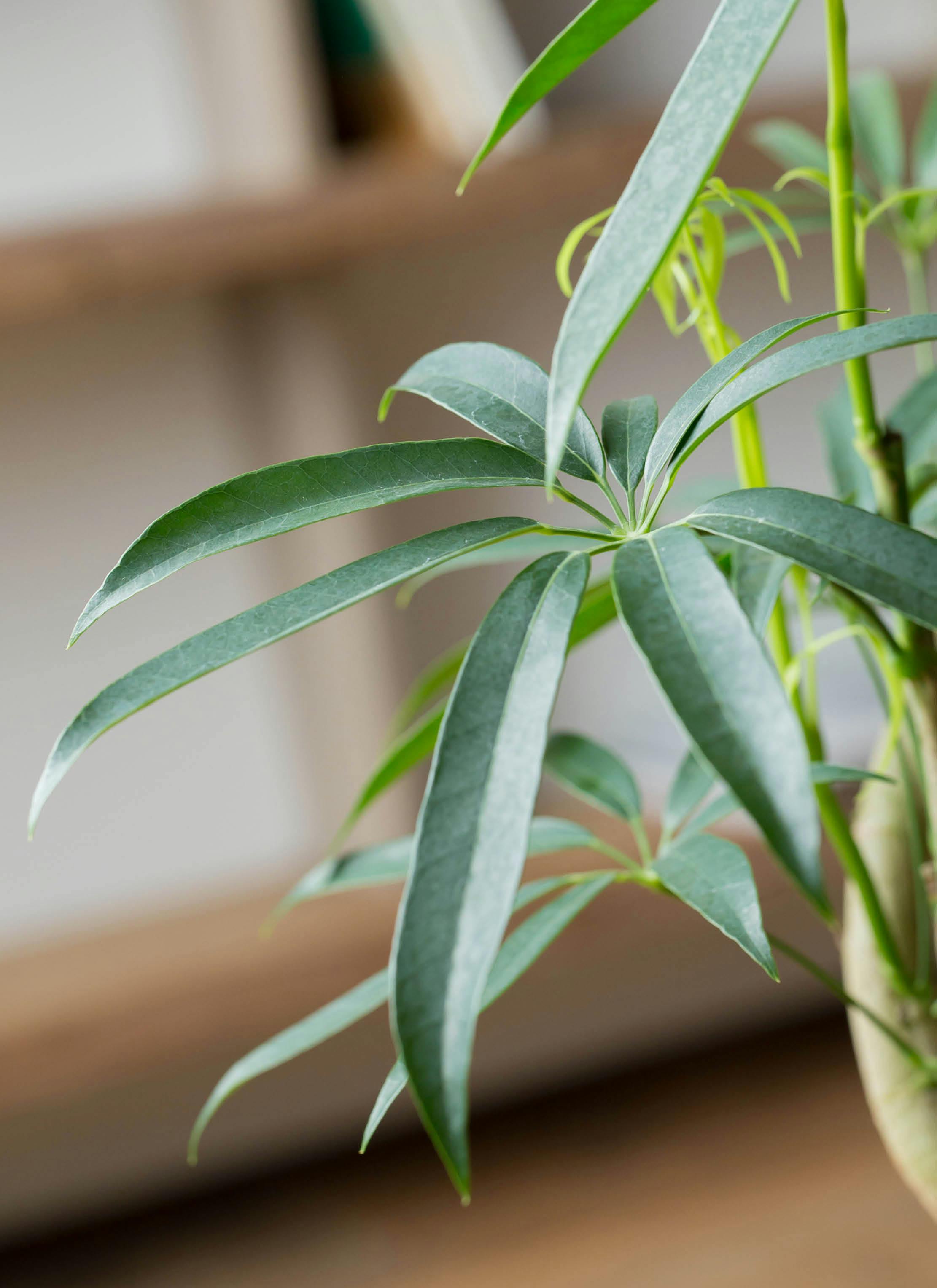 観葉植物 シェフレラ アンガスティフォリア 8号 曲り エコストーン