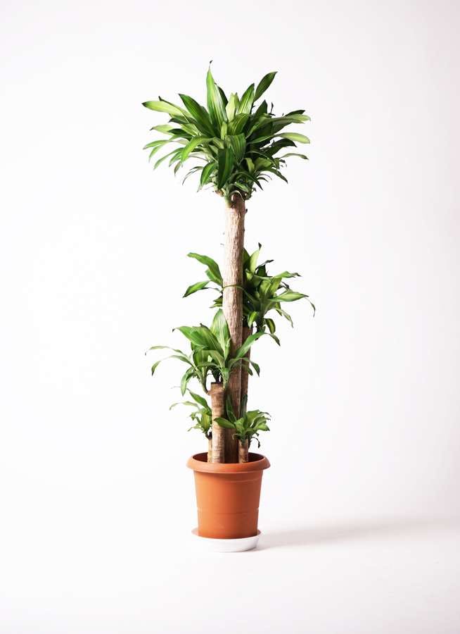 観葉植物 ドラセナ 幸福の木 10号 ノーマル プラスチック鉢