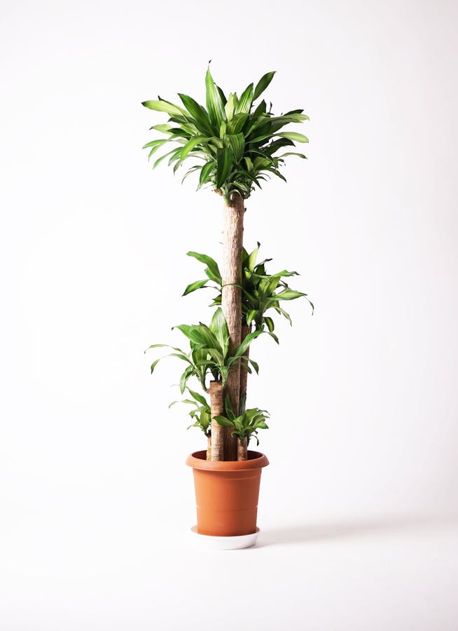 観葉植物 ドラセナ 幸福の木 10号 ノーマル エコストーンLight Gray 