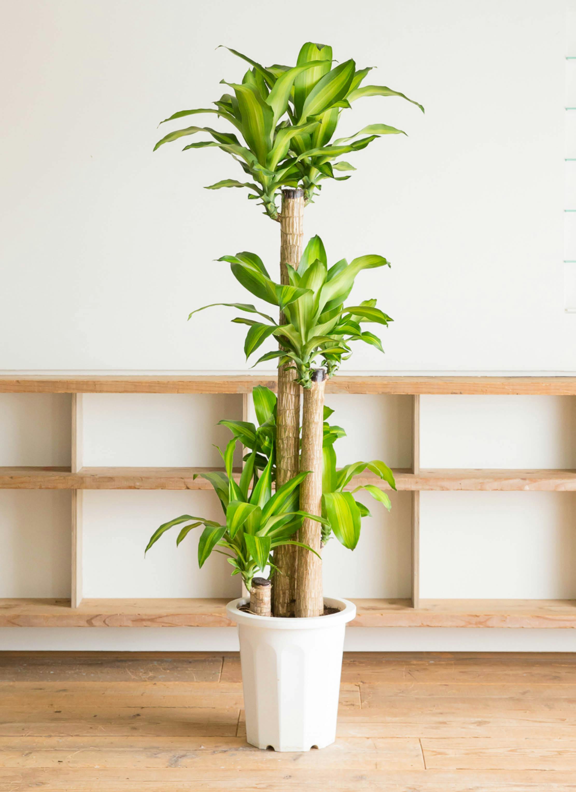 観葉植物 幸福の木 ドラセナ 2メートル超え 3本セット 20年もの - その他