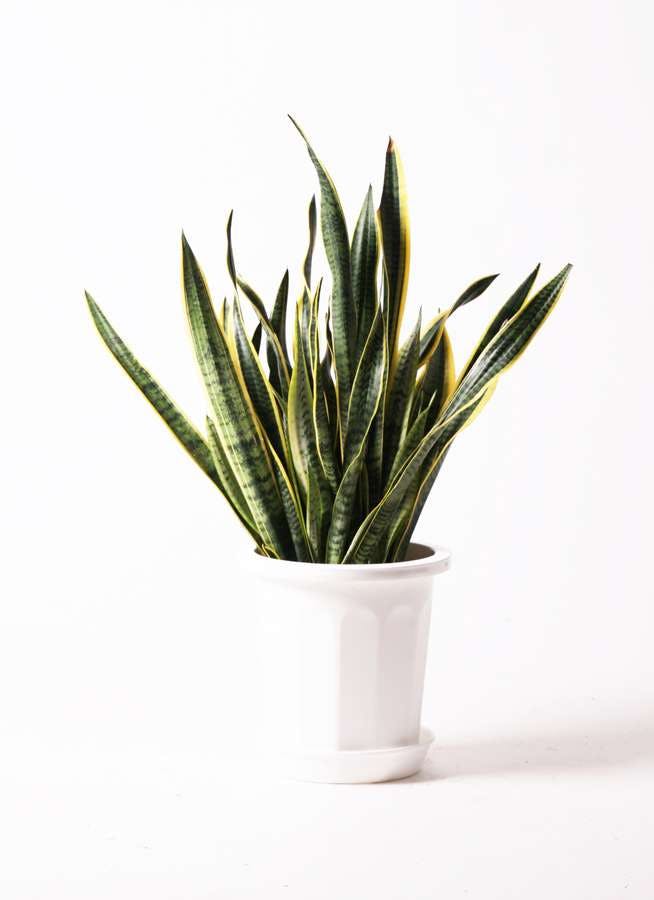 観葉植物 サンスベリア 10号 トラノオ プラスチック鉢