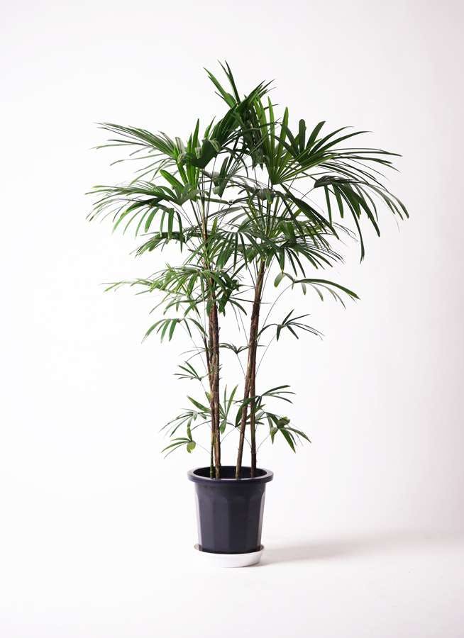 観葉植物 シュロチク（棕櫚竹） 10号 プラスチック鉢