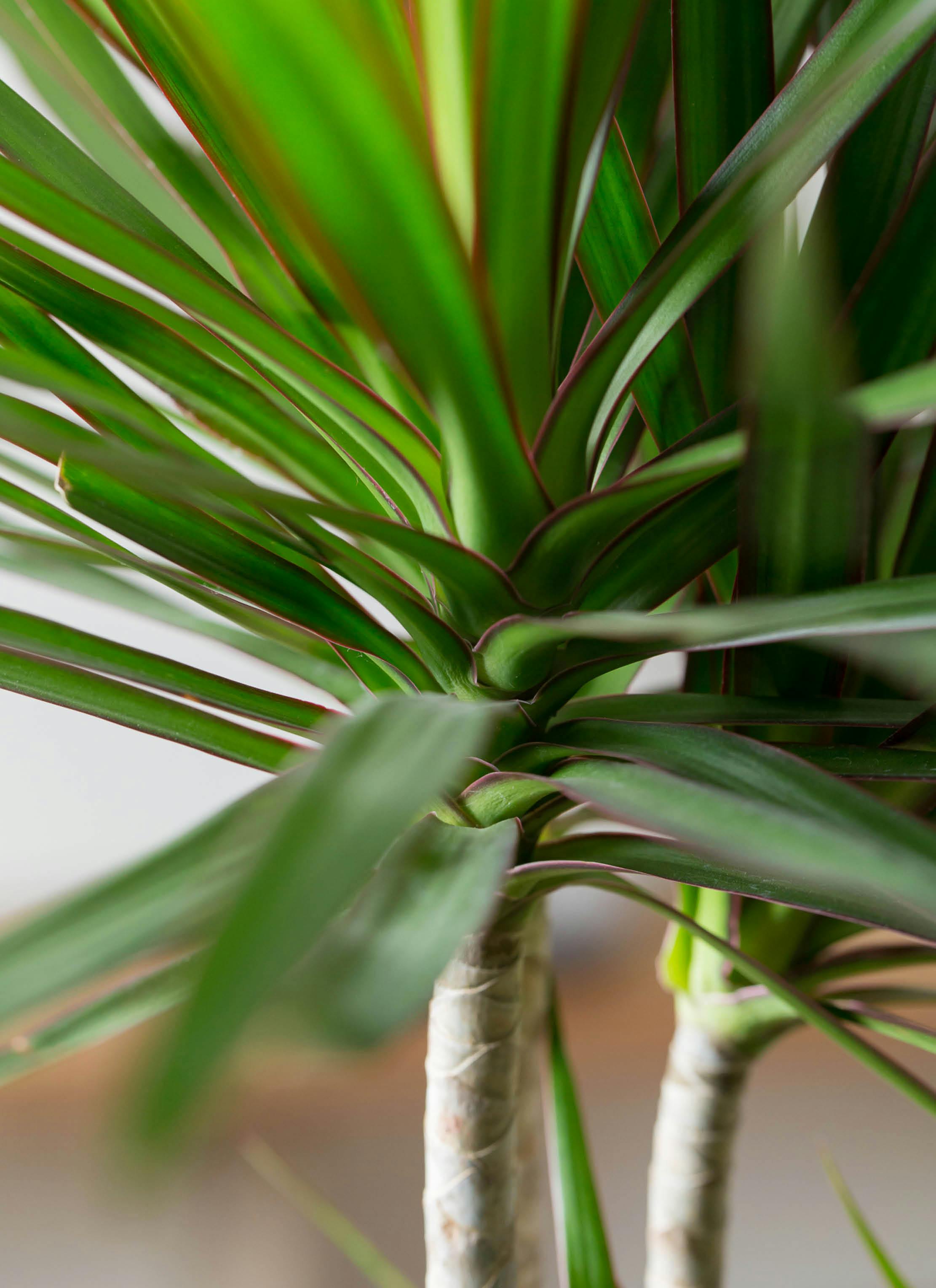 観葉植物 ドラセナ コンシンネ 10号 寄せ ウッドプランター | 観葉植物