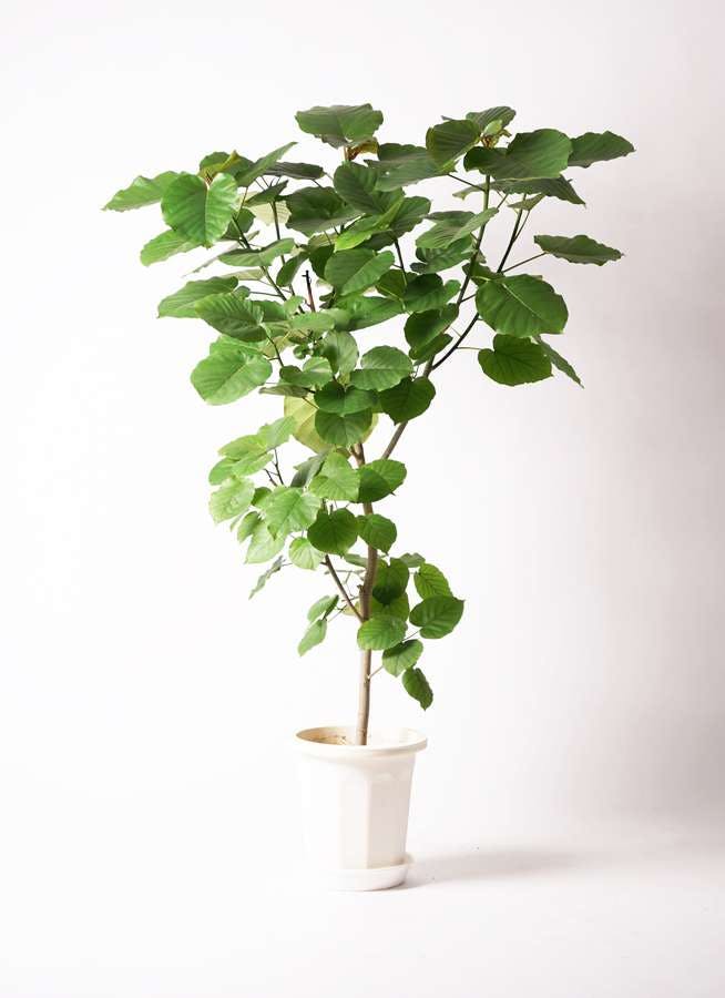 観葉植物 フィカス ウンベラータ 10号 ノーマル プラスチック鉢