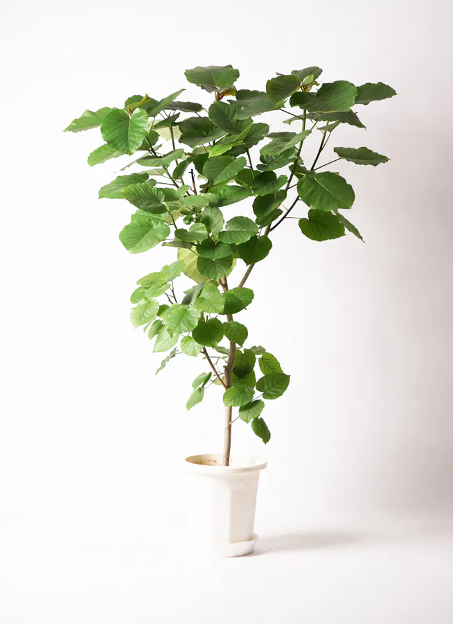 ウンベラータ 大型 | 観葉植物通販HitoHana(ひとはな)