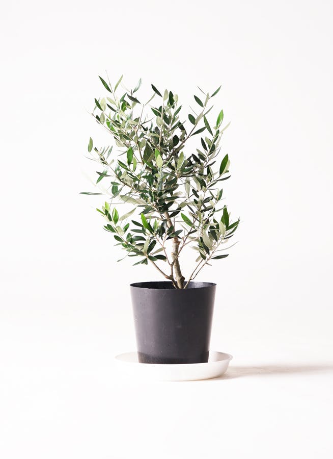 オリーブの木 6号 | 観葉植物 | 送料無料でお届け - Hitohana（ひとはな）