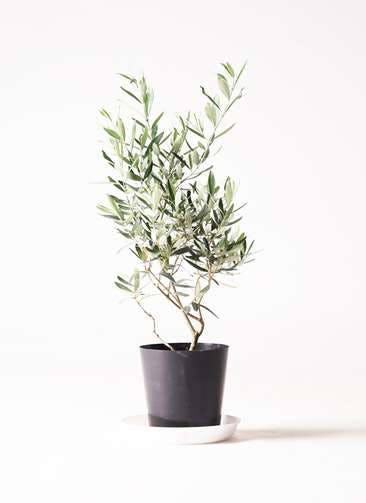 オリーブの木 チプレッシーノ | 観葉植物 | 送料無料でお届け 