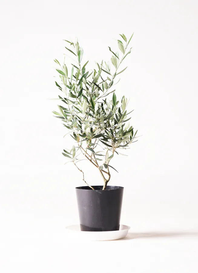 アビウ鉢植え 特大 110センチ 3-1 （2025年最新】アビウの人気アイテム 