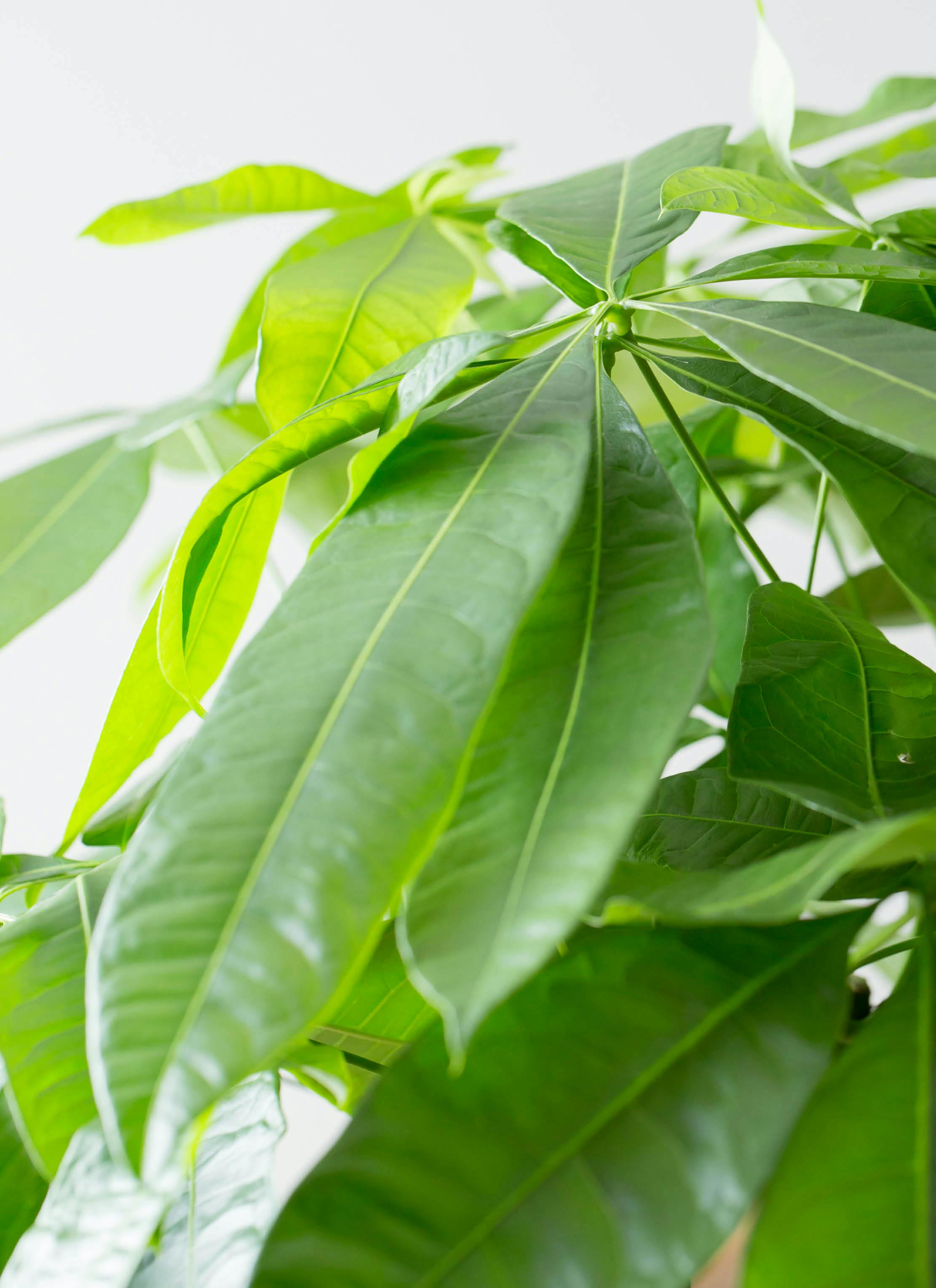 観葉植物 パキラ 10号 ねじり ラスターポット 付き | 観葉植物なら