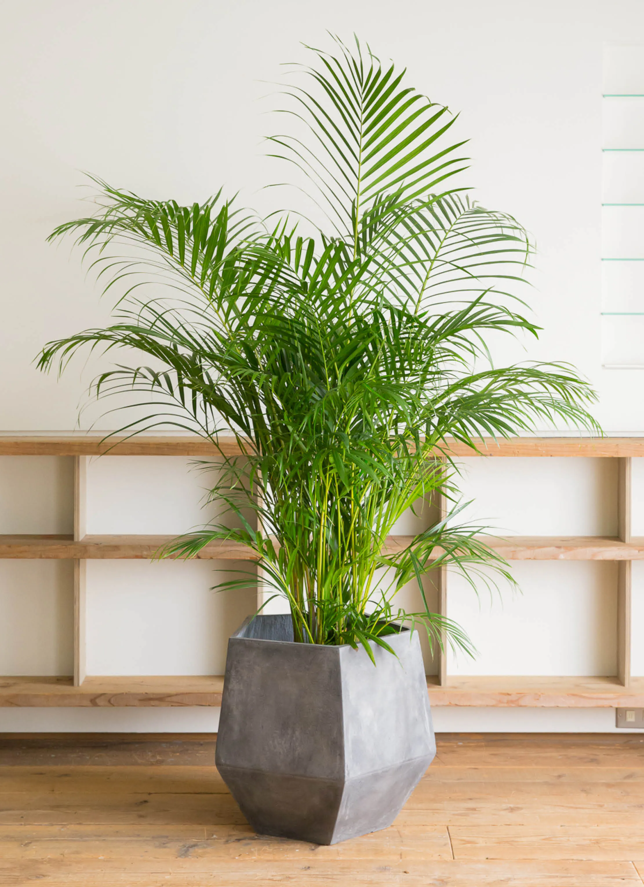 アレカヤシ 大型 | 観葉植物通販HitoHana(ひとはな)