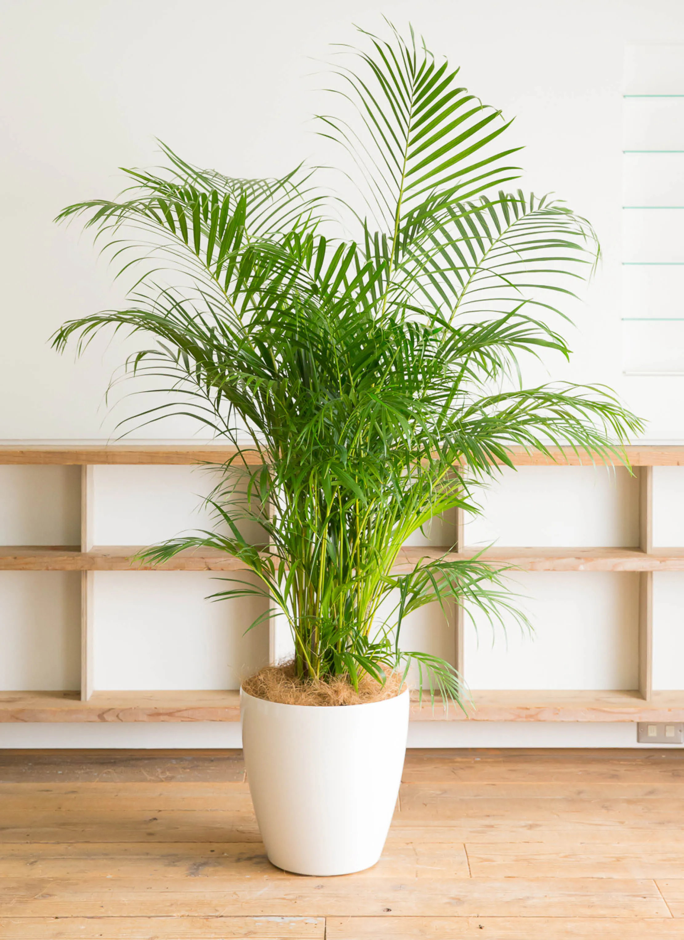 アレカヤシ | 観葉植物の通販ならHitoHana（ひとはな）