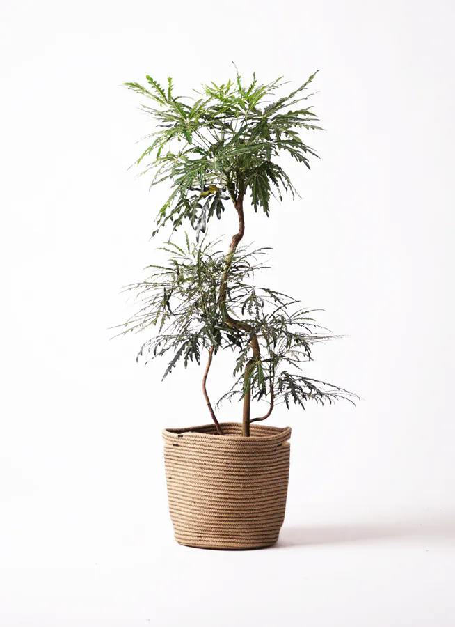グリーンアラレア 8号 | 観葉植物通販HitoHana(ひとはな)