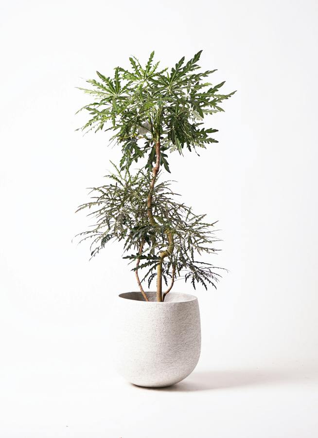 グリーンアラレア 8号 | 観葉植物通販HitoHana(ひとはな)