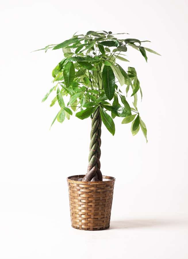 観葉植物 パキラ 8号 ねじり 竹バスケット 付き 観葉植物ならhitohana ひとはな 観葉植物 パキラ 8号 ねじり 竹バスケット 付き 観葉植物ならhitohana ひとはな