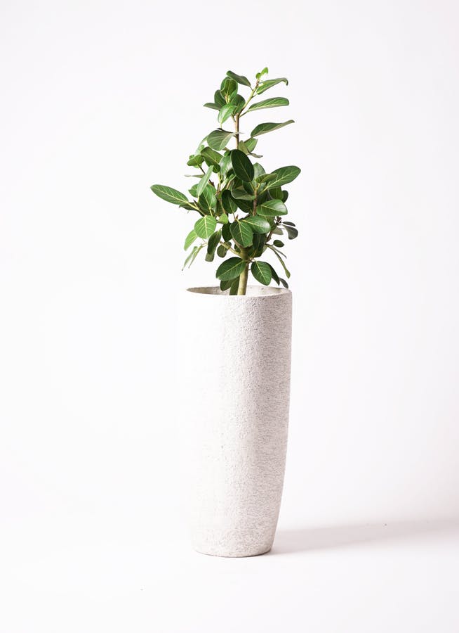 フィカス ベンガレンシス | 観葉植物の通販ならHitoHana