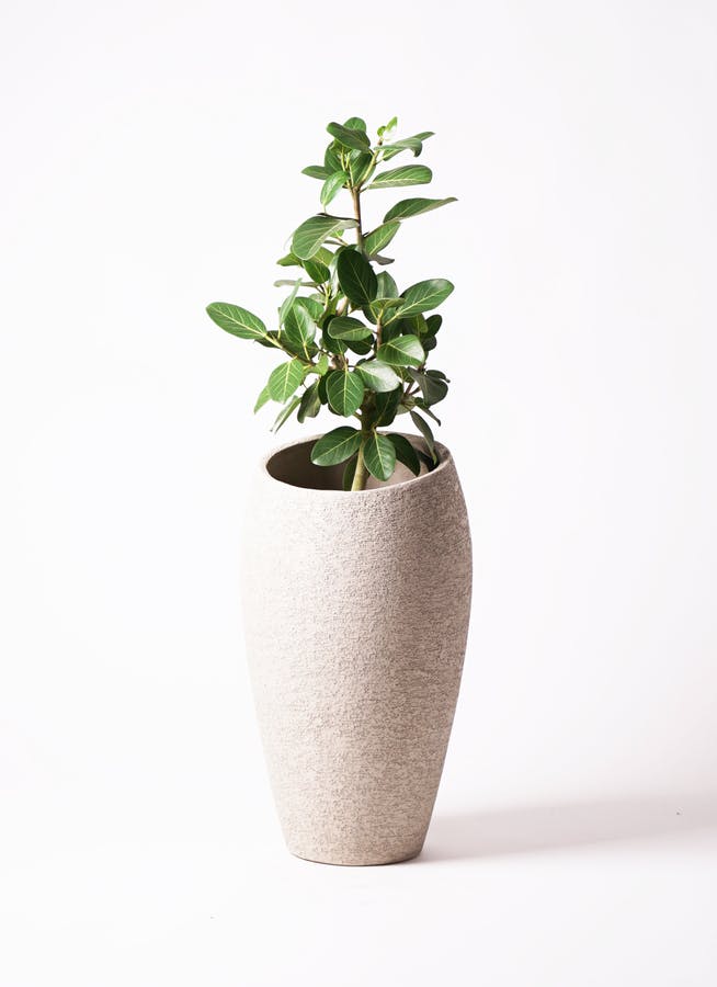 フィカス ベンガレンシス 7号 | 観葉植物 | 送料無料でお届け