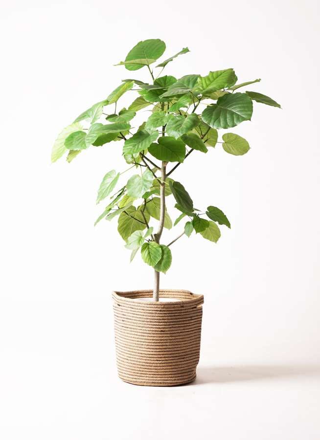 観葉植物 フィカス ウンベラータ 8号 ノーマル リブバスケットnatural 付き 観葉植物ならhitohana ひとはな 観葉植物 フィカス ウンベラータ 8号 ノーマル リブバスケットnatural 付き 観葉植物ならhitohana ひとはな