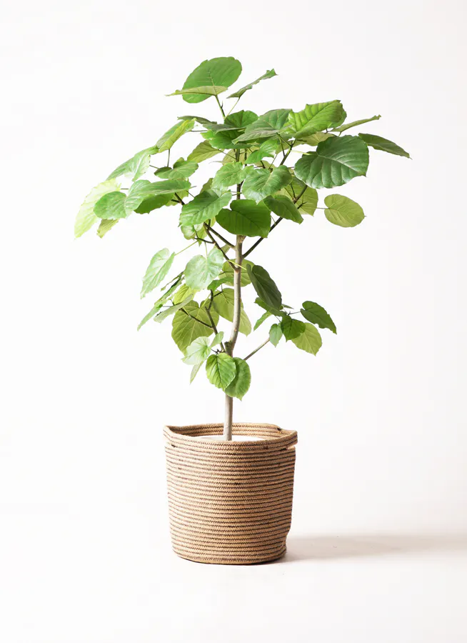 フィカス ウンベラータ145cm 8号 S-shaped 残り少なく tree form