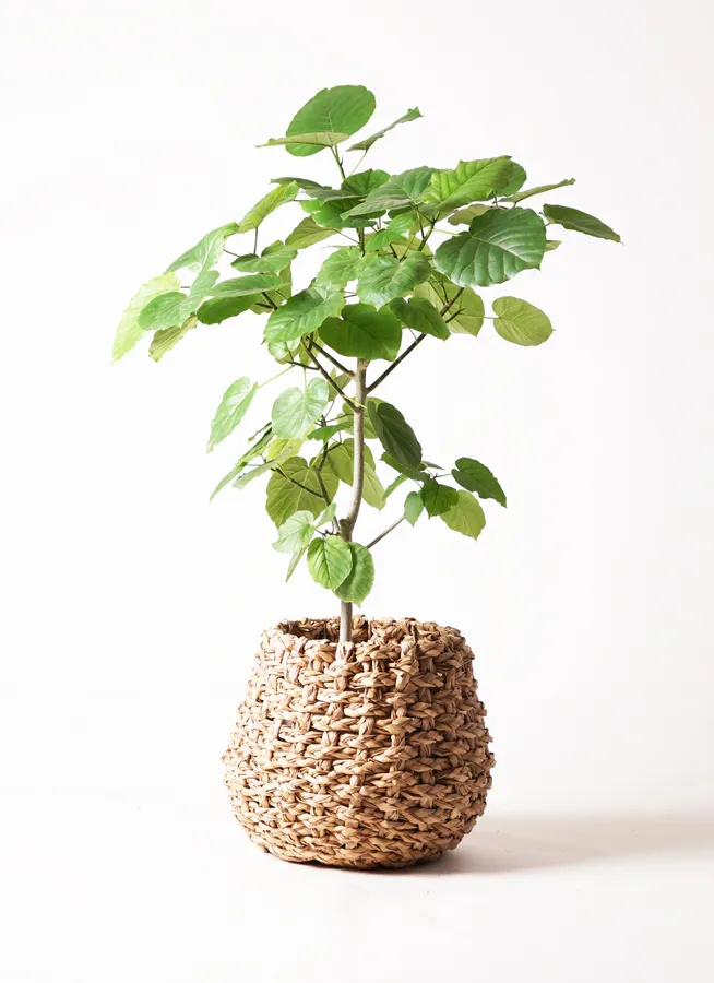 フィカス ウンベラータ | 観葉植物通販 HitoHana
